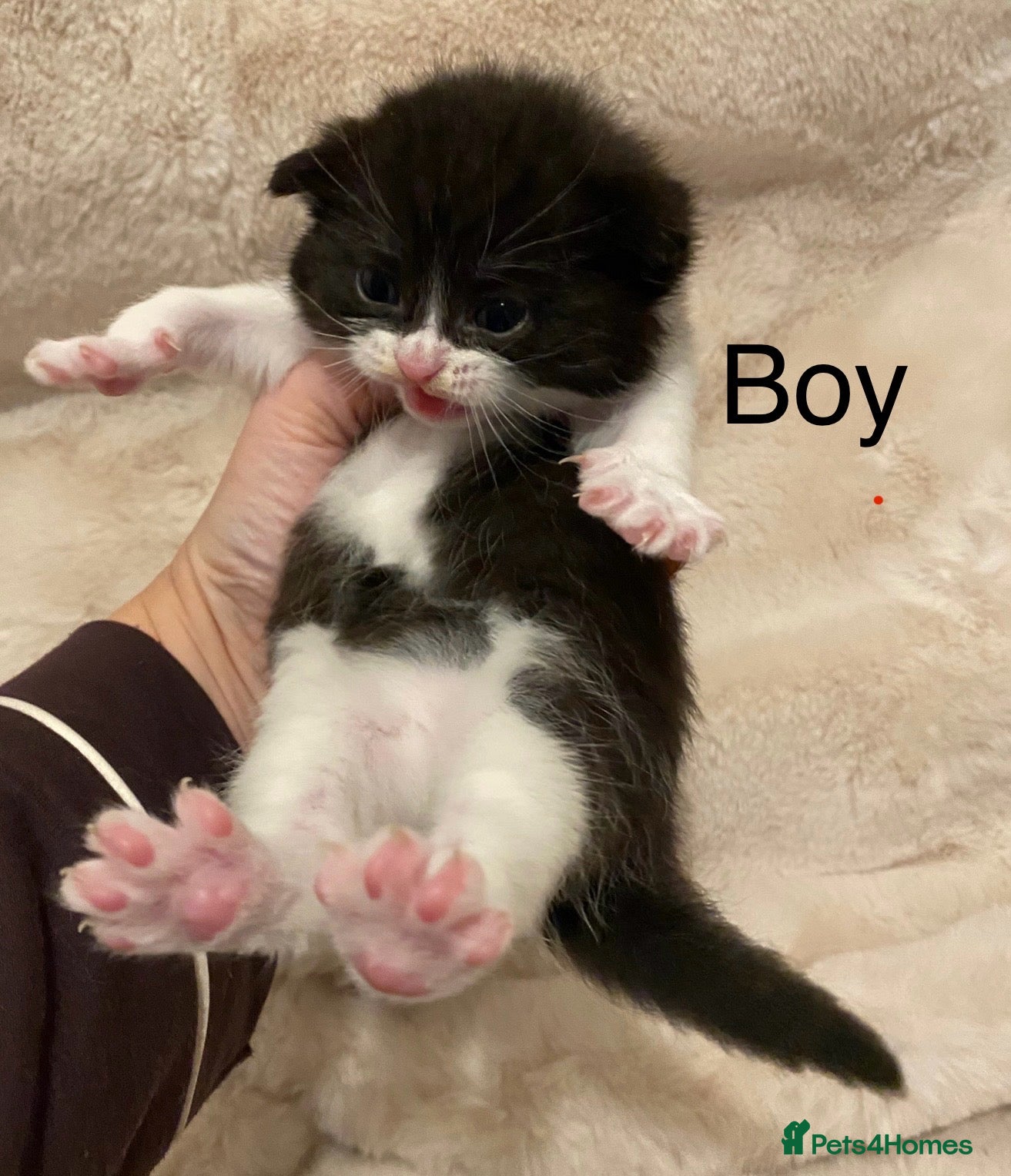 British Shorthair cats Very docile sweet natured boy  - Advert 7