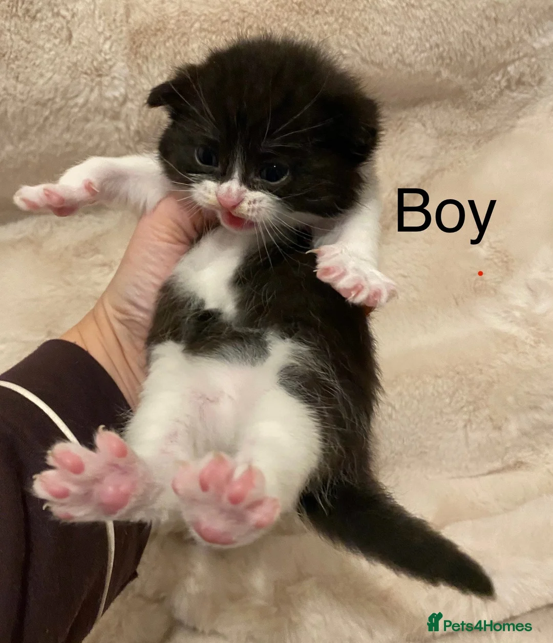 British Shorthair cats for sale: Very docile girl & boy  - Advert 8