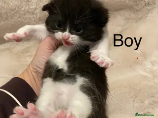 British Shorthair cats Very docile sweet natured boy - Advert 7