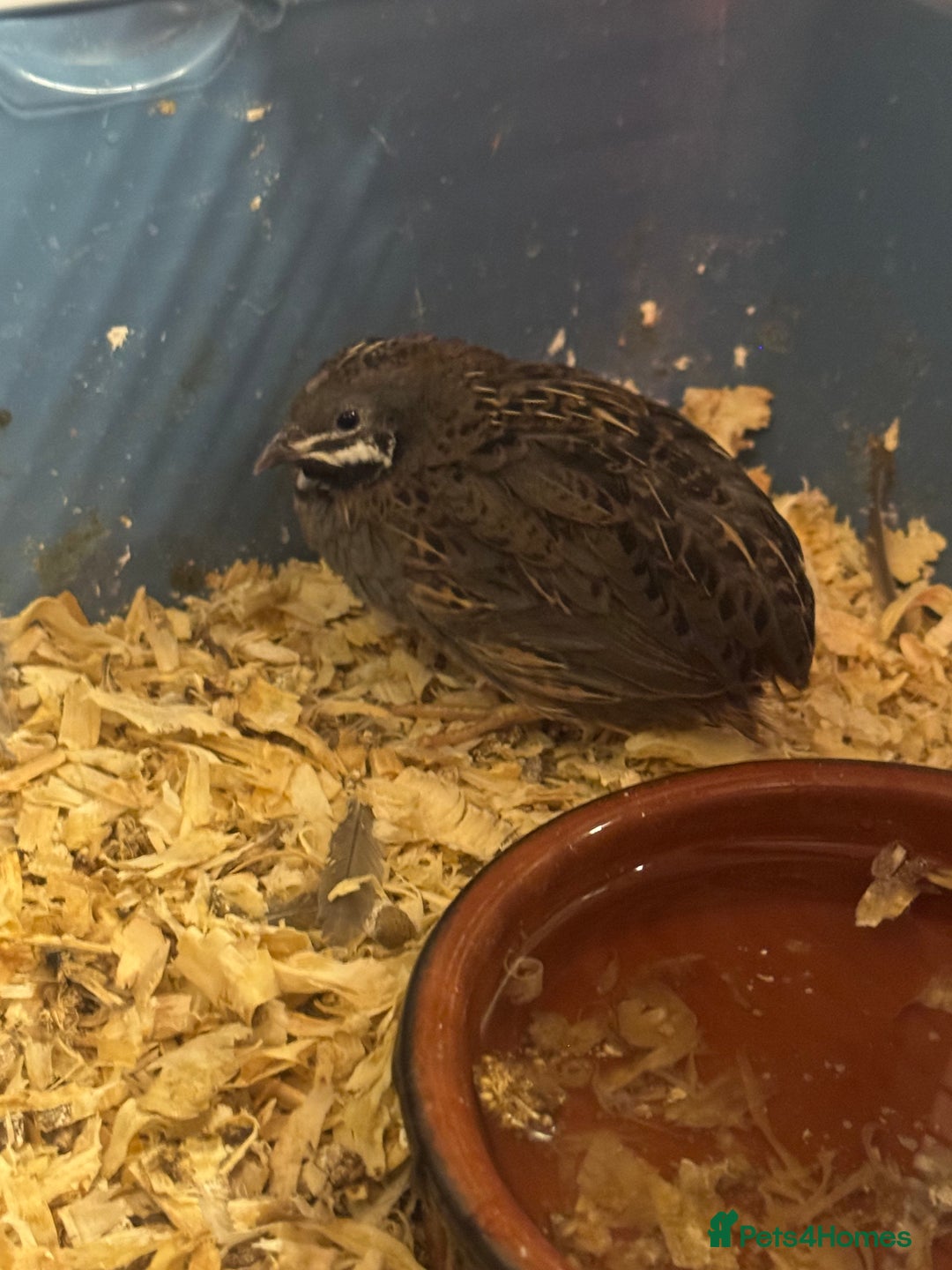 Quail poultry for sale: Beautiful button quail for sale - Advert 8