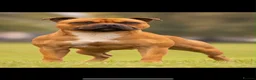 Staffordshire Bull Terrier dogs for sale: Red. Staffordshire bull terriers  - Advert 7