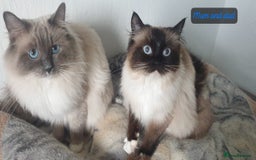 Ragdoll cats for sale: 💖Beautiful GCCF Registered Ragdoll Kittens. - Image 11