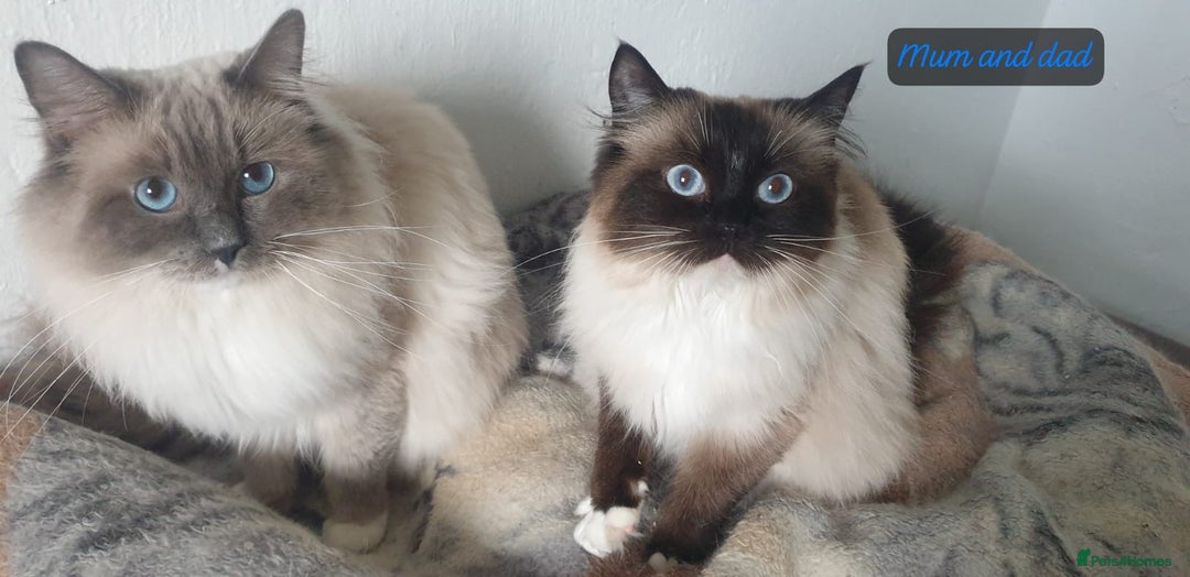 Ragdoll cats for sale: 💖Beautiful GCCF Registered Ragdoll Kittens. - Image 11