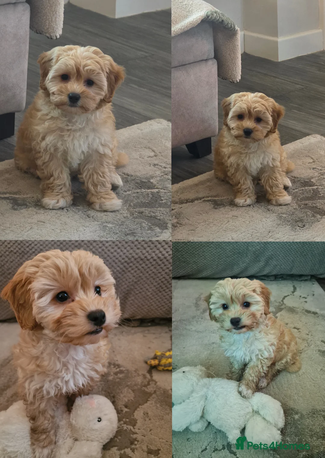 Cavapoo dogs for sale: Gorgeous 12 week old Cavapoo, Lola💗 - Advert 3