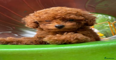 Toy Poodle dogs - Advert 13