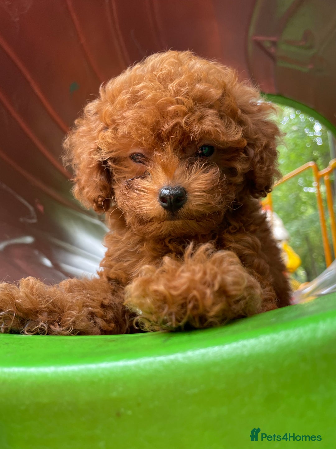 Toy Poodle dogs for sale: Poodle Toy Puppy calm, gentle, with full doc. - Image 2