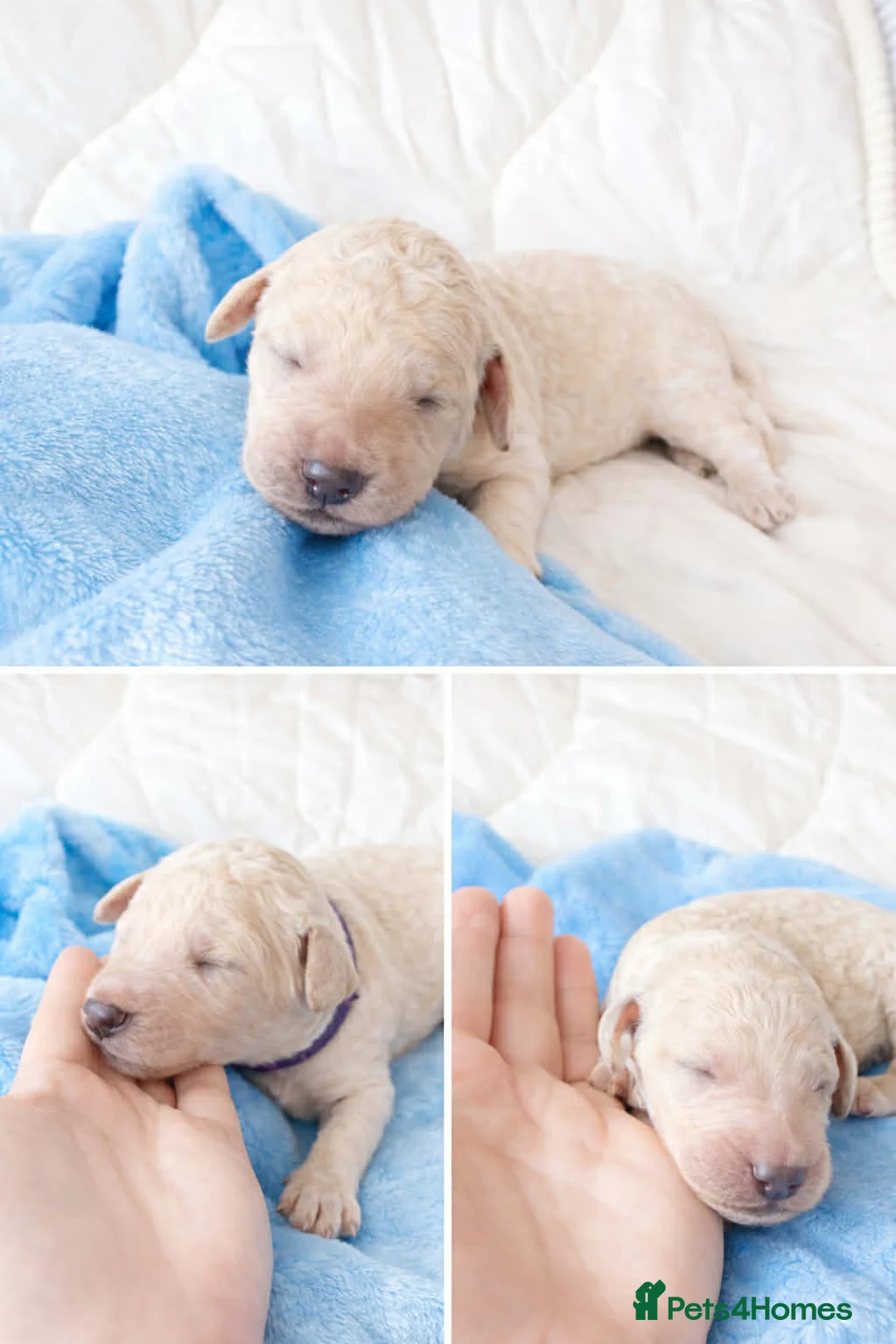 Standard Poodle dogs for sale: 💎 Champion Bloodlines Standard Poodle Puppies 🐩 - Advert 2