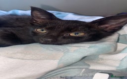 Siamese cats for sale: 2 kittens that need rehoming  - Image 2