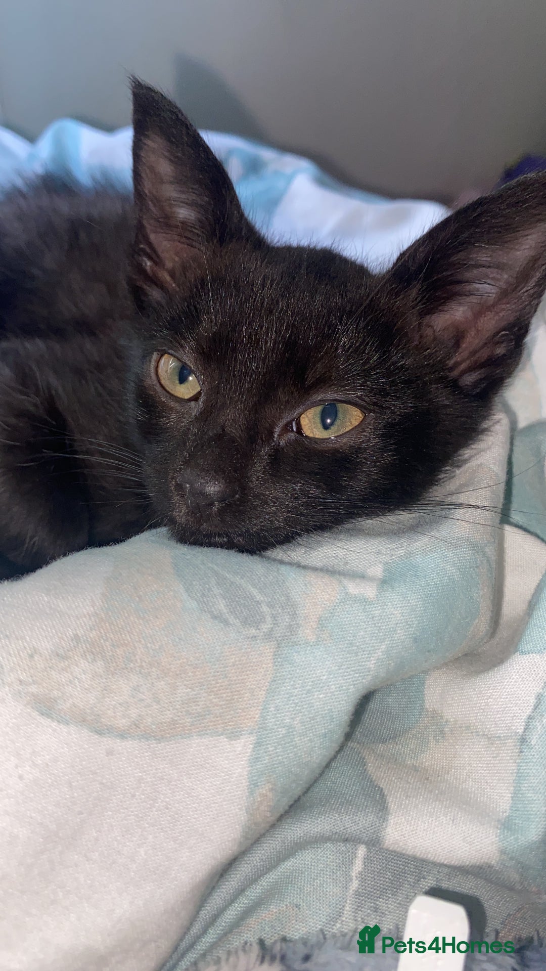 Siamese cats for sale: 2 kittens that need rehoming  - Image 2