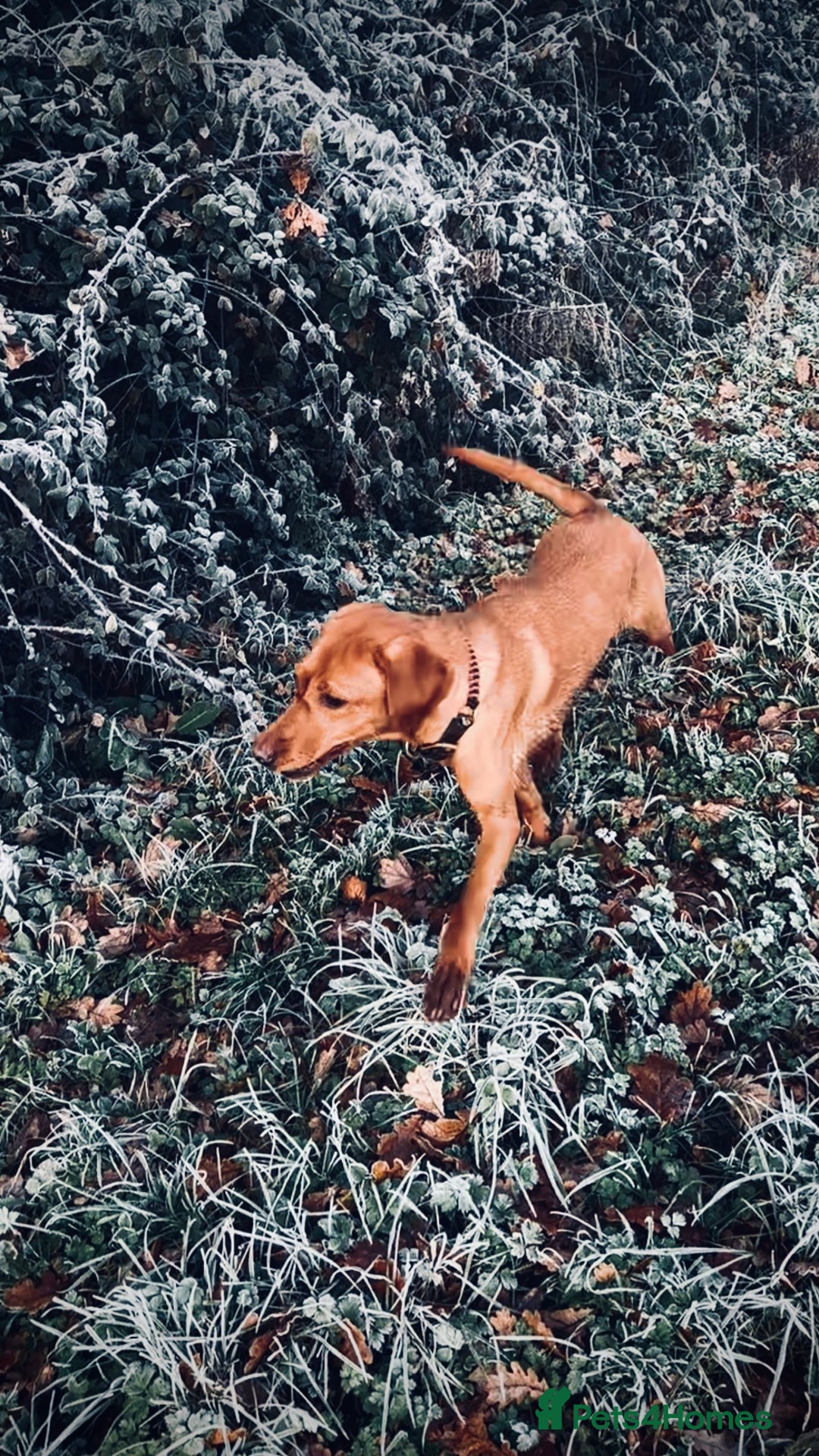 Labrador Retriever dogs for sale: Beautiful kc reg red labs. WORKING LINES - Image 16
