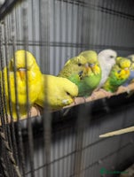 Budgerigars birds - Advert 6