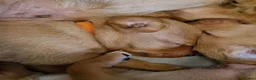 Labrador Retriever dogs for sale: Foxred labradors  in Royston - Advert 11