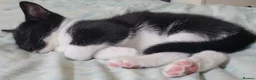 Domestic Shorthair cats for sale: Ready to Fly the Nest  - Advert 34