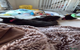 British Longhair cats for sale: 2 female kittens - Image 2