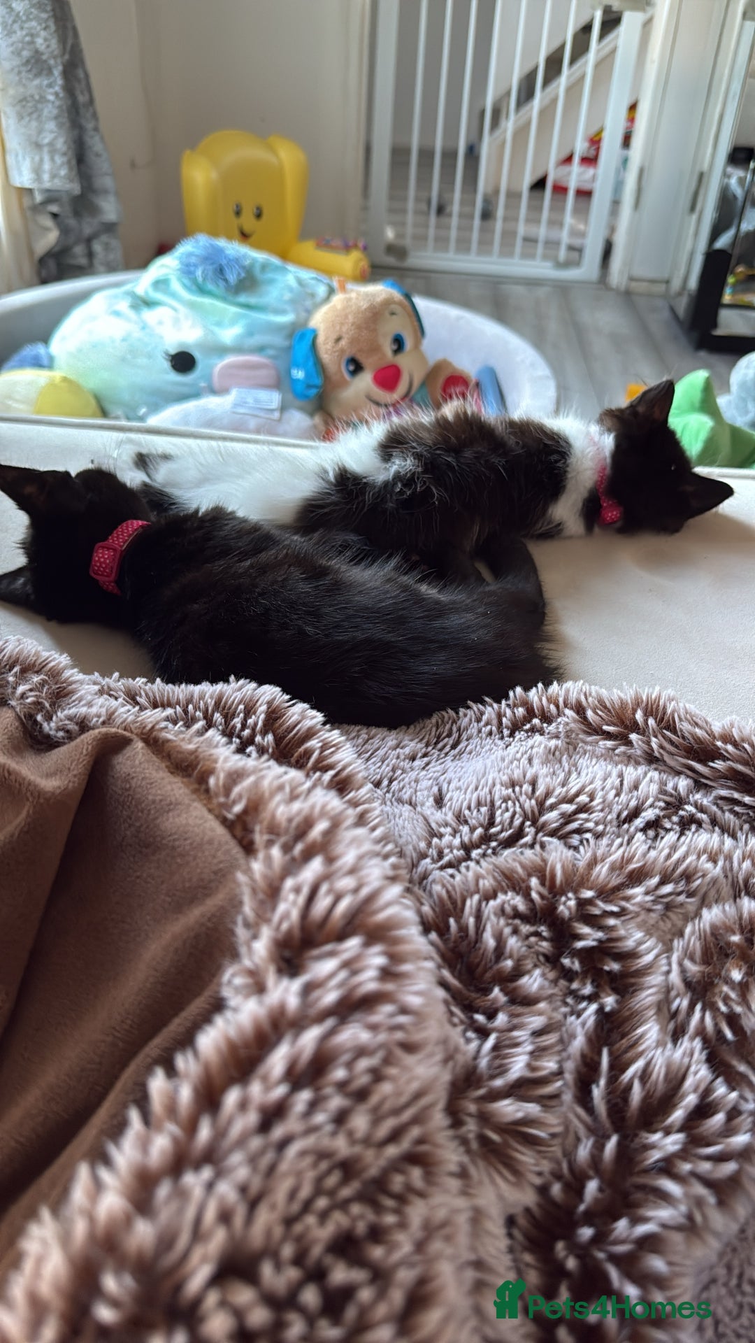 British Longhair cats for sale: 2 female kittens - Image 2
