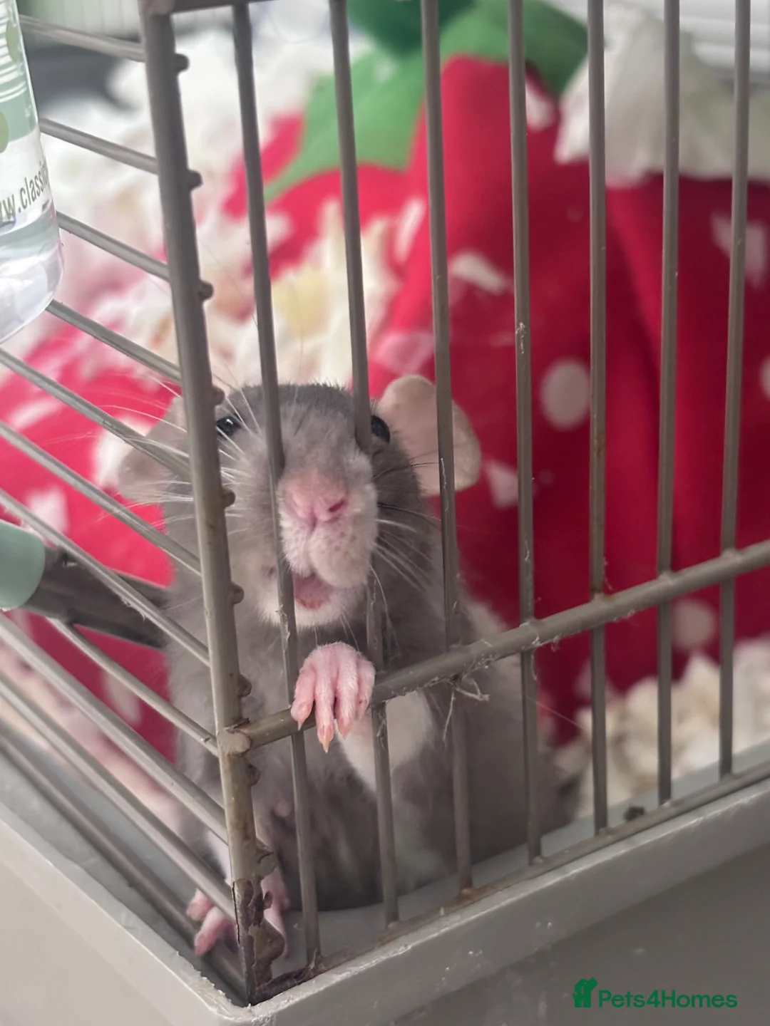 Rat rodents for sale: Pippa and fable ✨ - Advert 2