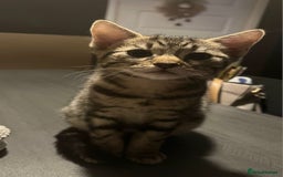Domestic Shorthair cats for sale: 2 beautiful girls for sale  - Image 9