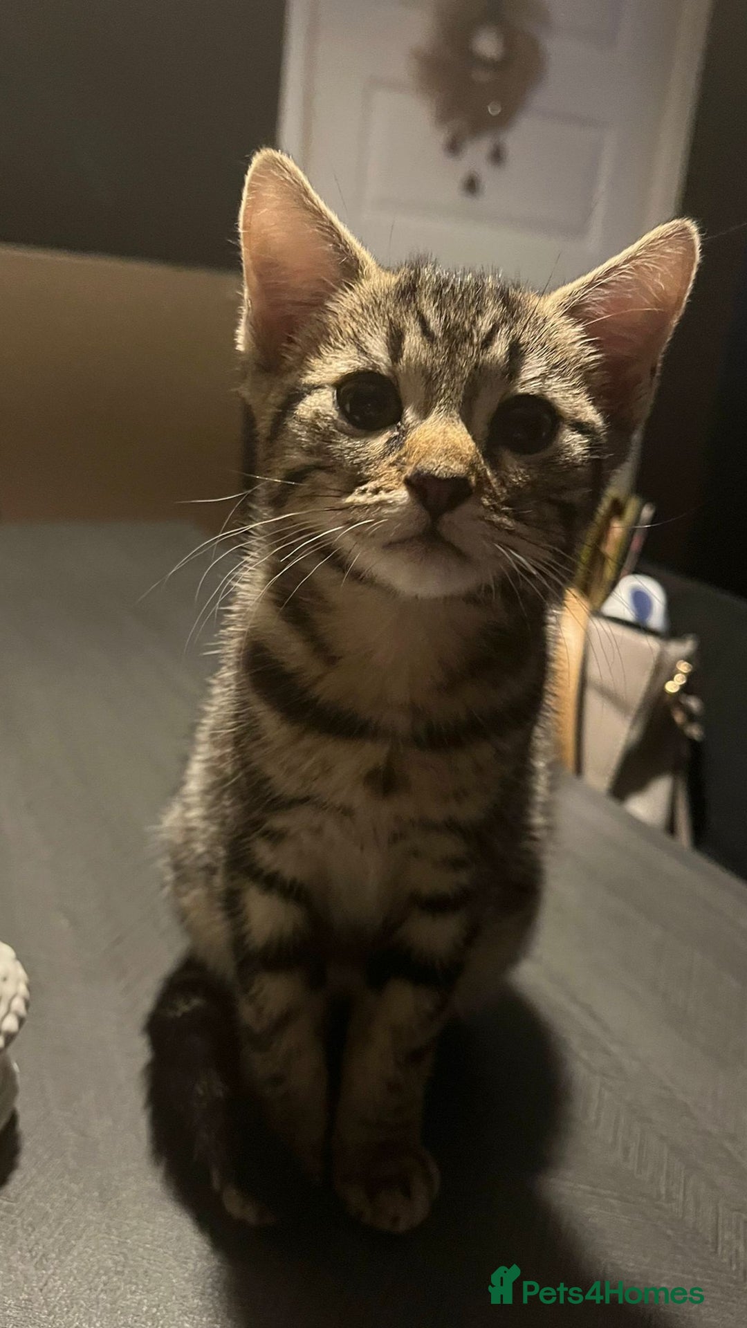 Domestic Shorthair cats for sale: 2 beautiful girls for sale  - Image 9