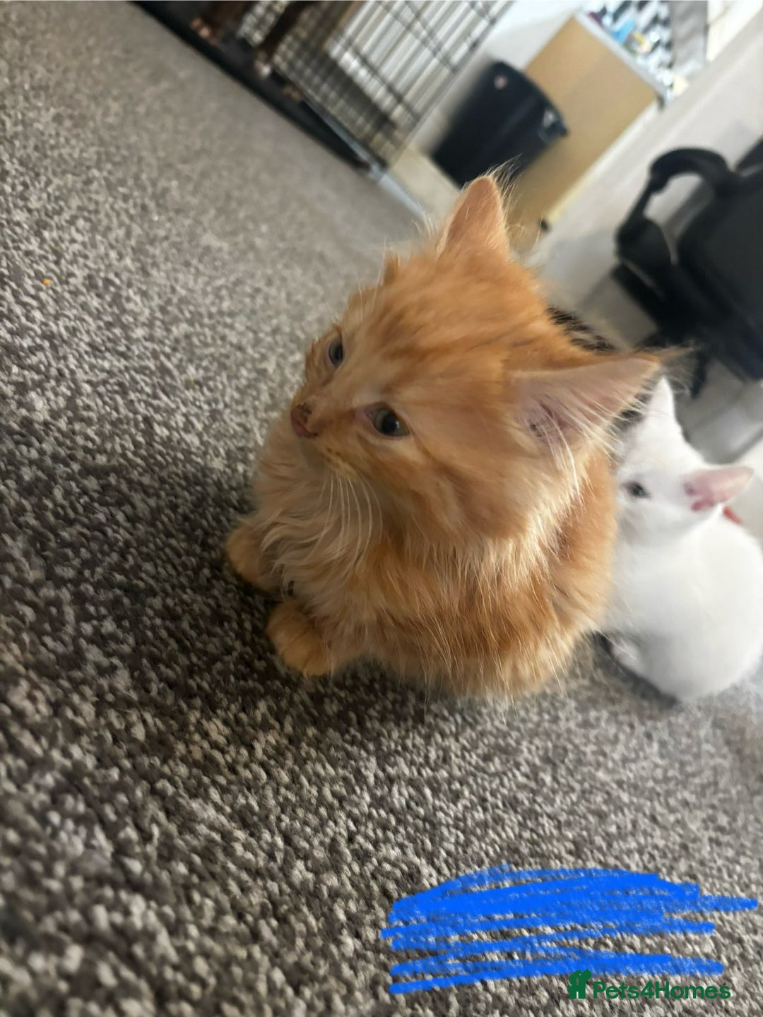 Mixed Breed cats for sale: 9 amazing kittens for rehoming (free) - Image 1