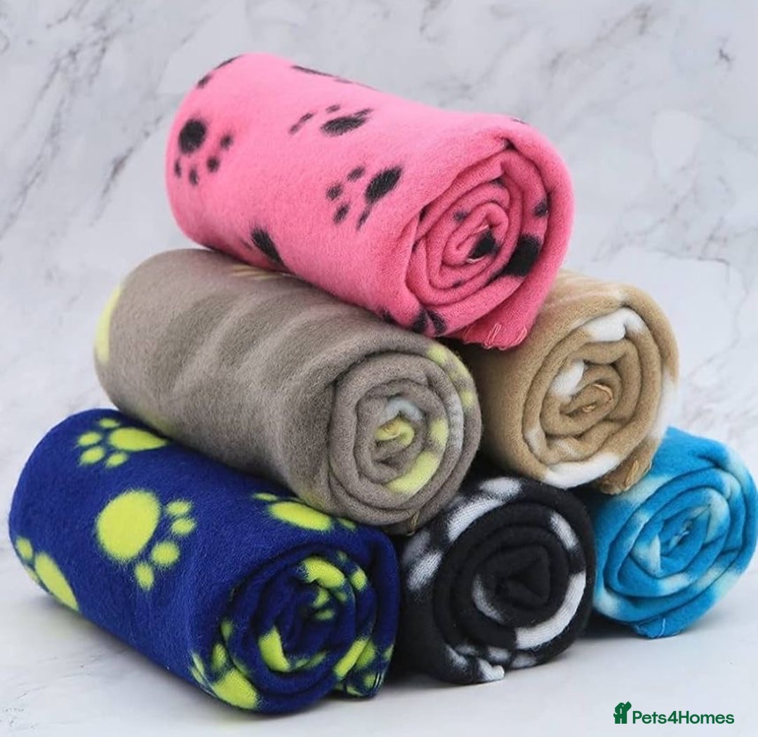 Cavapoochon dogs for sale: 🌟 Ready to leave 23rd Dec F1b cavapoochon puppies - Advert 24