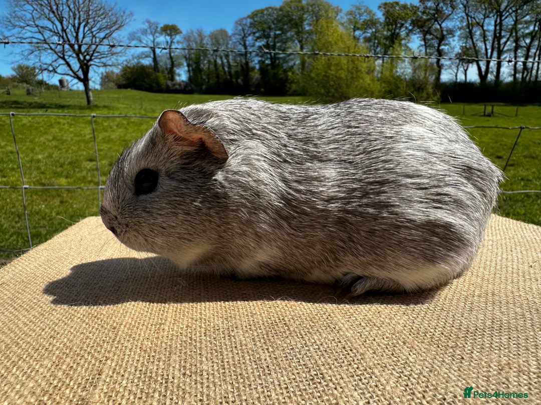 Guinea Pig rodents for sale: Bonded Pair of Boys - Advert 6