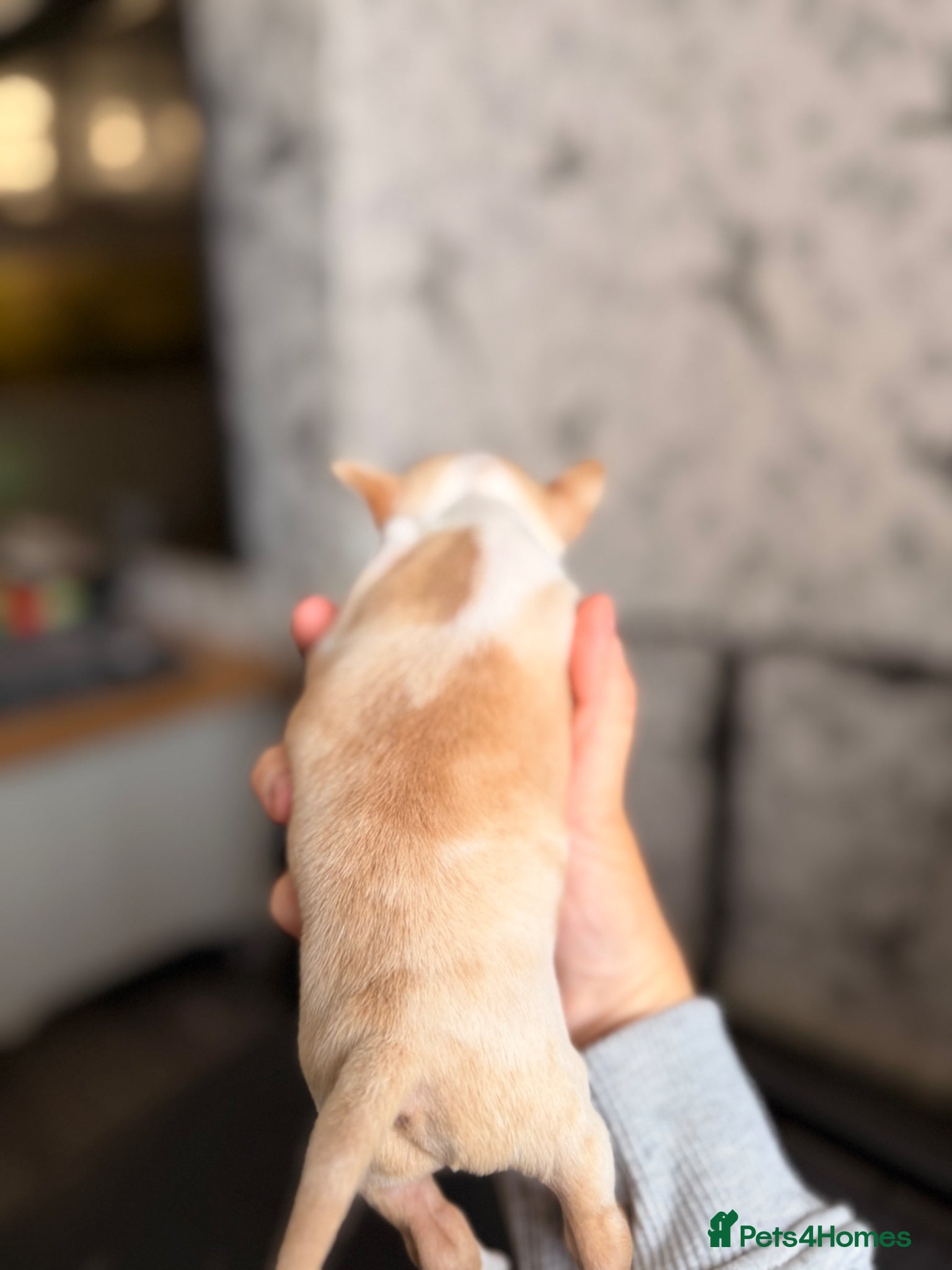 Chihuahua dogs for sale: Two male chihuahua puppies - Advert 4
