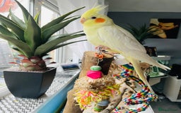 Cockatiels birds for sale: Beautiful extremely tame cockatiel  - Image 4