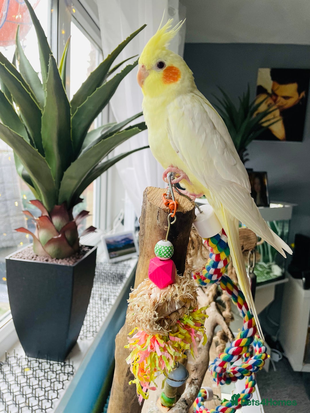 Cockatiels birds for sale: Beautiful extremely tame cockatiel  - Image 4
