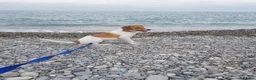 Mixed Breed dogs for adoption: Adorable Rescue puppy Suza for Adoption - Advert 4