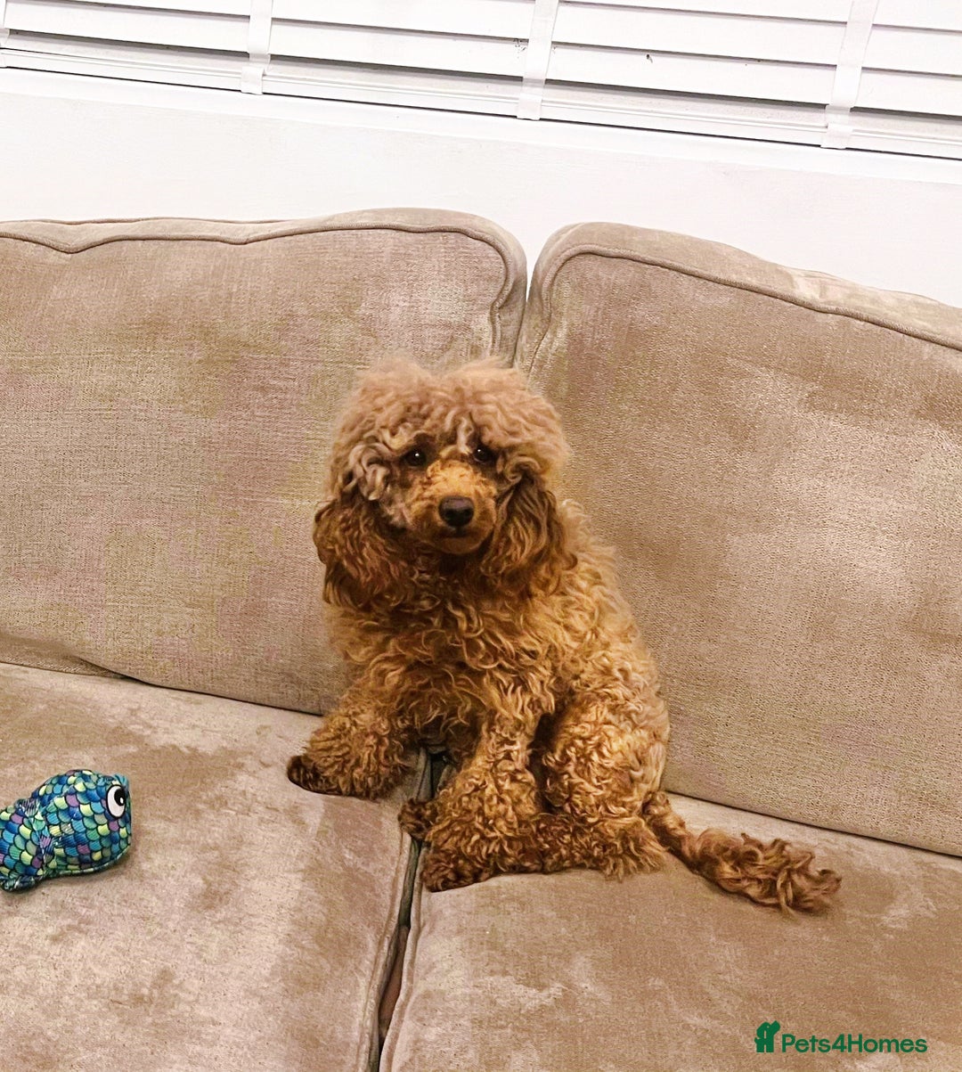 Toy Poodle dogs for sale: ⭐Quality KC Toy Poodle⭐ - Advert 6