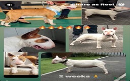 English Bull Terrier dogs for sale: Ready to leave !!! champion bloodlines kc reg - Image 3
