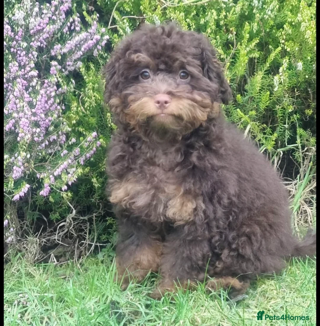 Shihpoo dogs for sale: Adorable F1B Shihpoo puppies ready 9/8/26 🧸🤎🐾 - Advert 7