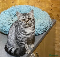 British Shorthair cats - Advert 9