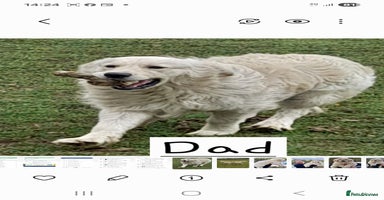 Golden Retriever dogs KC Registered Golden Retreiver Puppies  - Advert 7