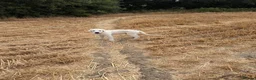 Golden Retriever dogs for sale: Bear- KC REGISTERED CHAMP LINES GOLDEN BOY - Advert 6