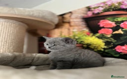 British Shorthair cats for sale: Beautiful British shorthair kittens 🐱 🥰 - Advert 15