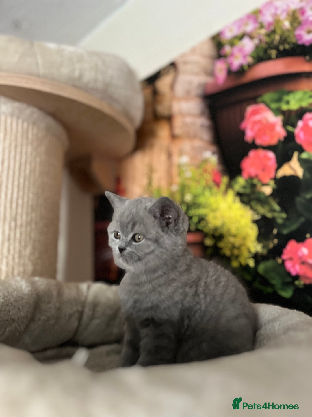 British Shorthair cats for sale: Beautiful British shorthair kittens 🐱 🥰 - Advert 15
