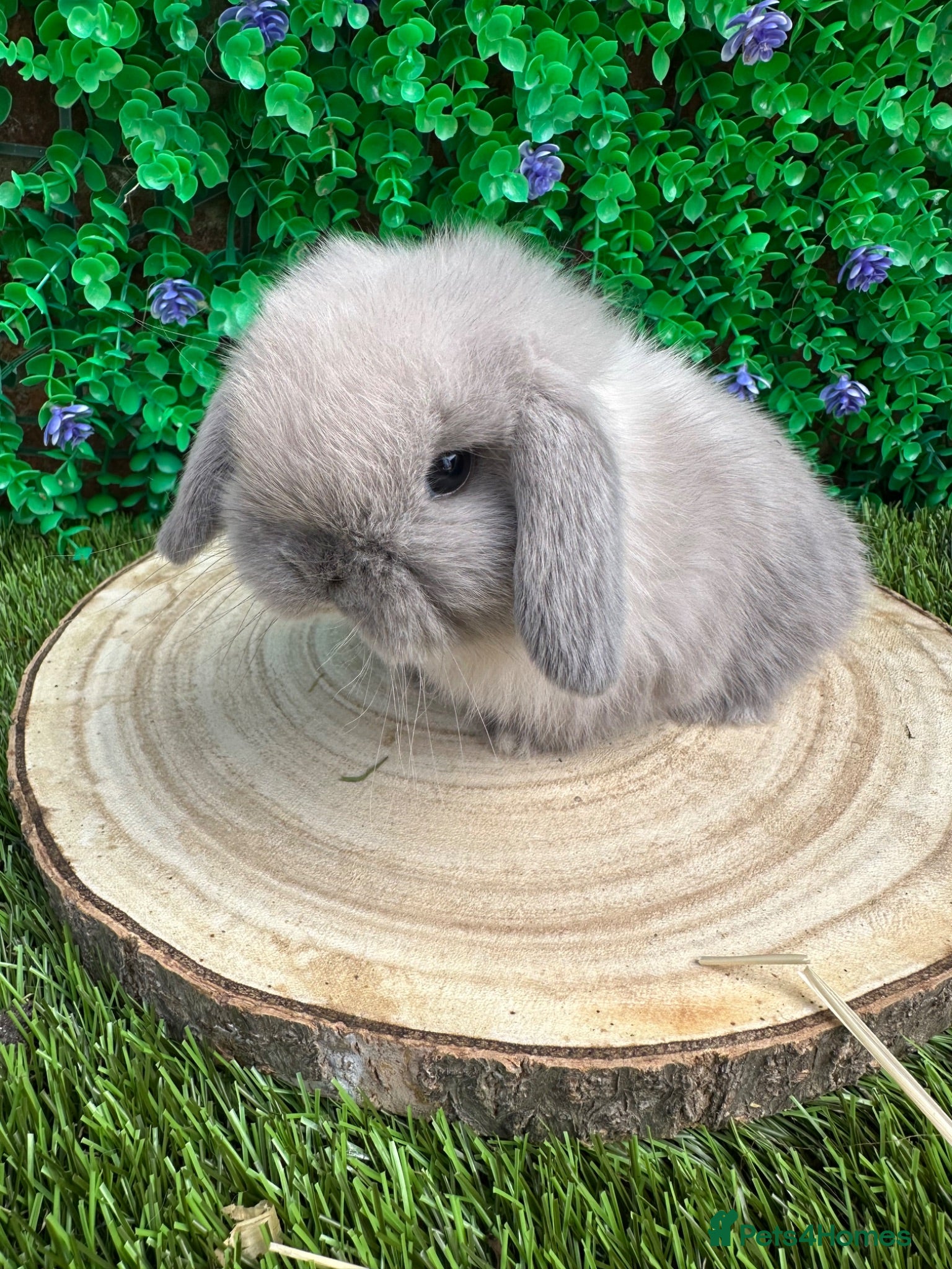 Mini Lop rabbits Beautiful purebred mini lops ready now 😍 - Advert 2