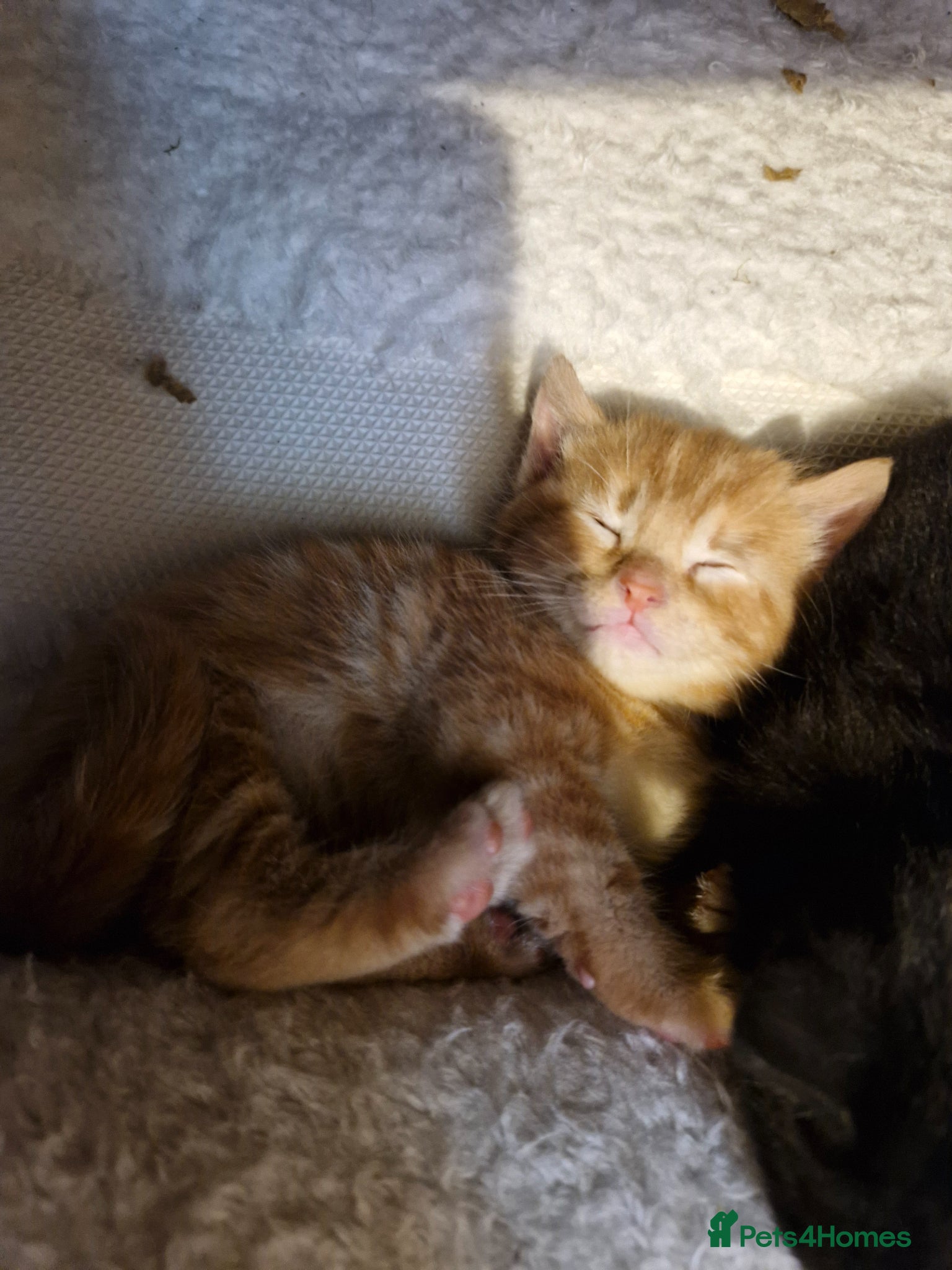 Mixed Breed cats for sale: Cute ginger kittens 1 short haired 2 fluffy  in Liverpool - Advert 19