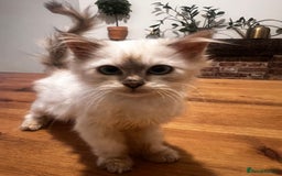 Siberian cats for sale: Three Siberian kittens!! - Image 13
