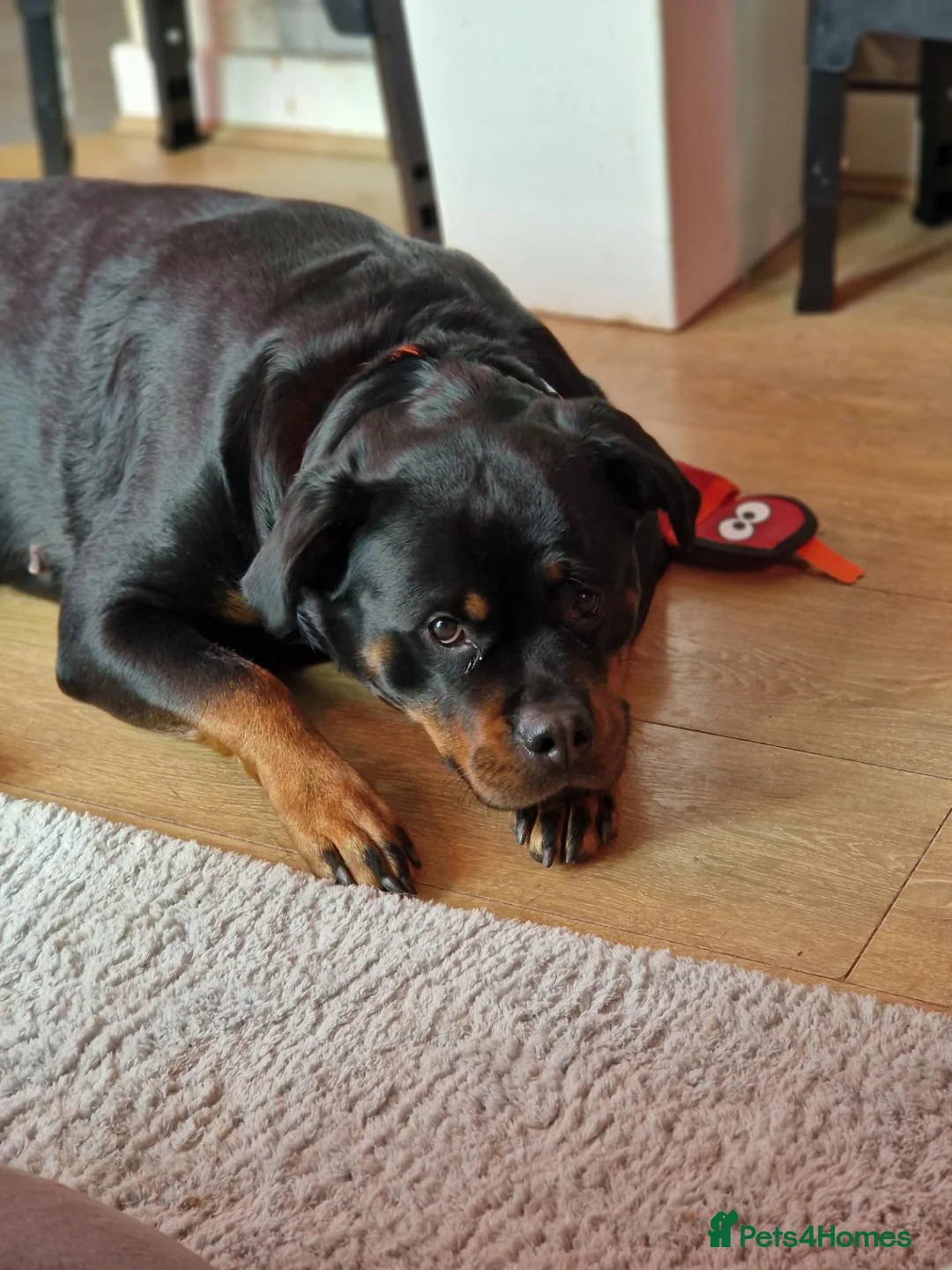 Rottweiler dogs for sale: Female rottweiler  - Advert 5