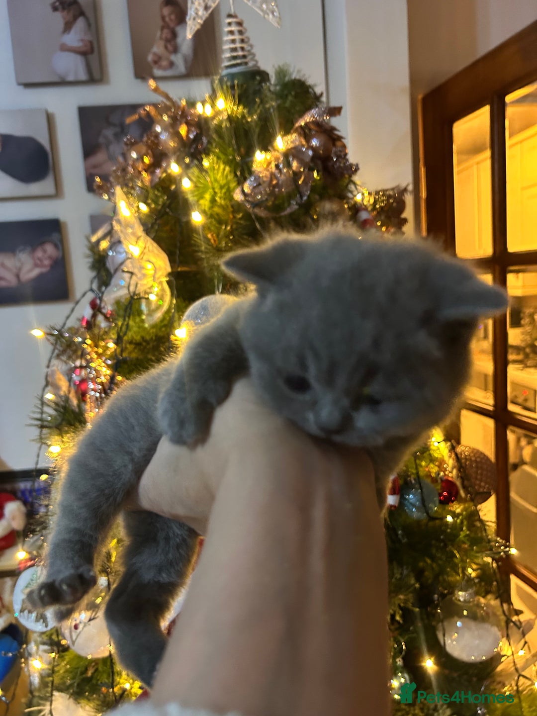 British Shorthair cats for sale: Only 1 girl left!! Pure British shorthair kittens  - Advert 13