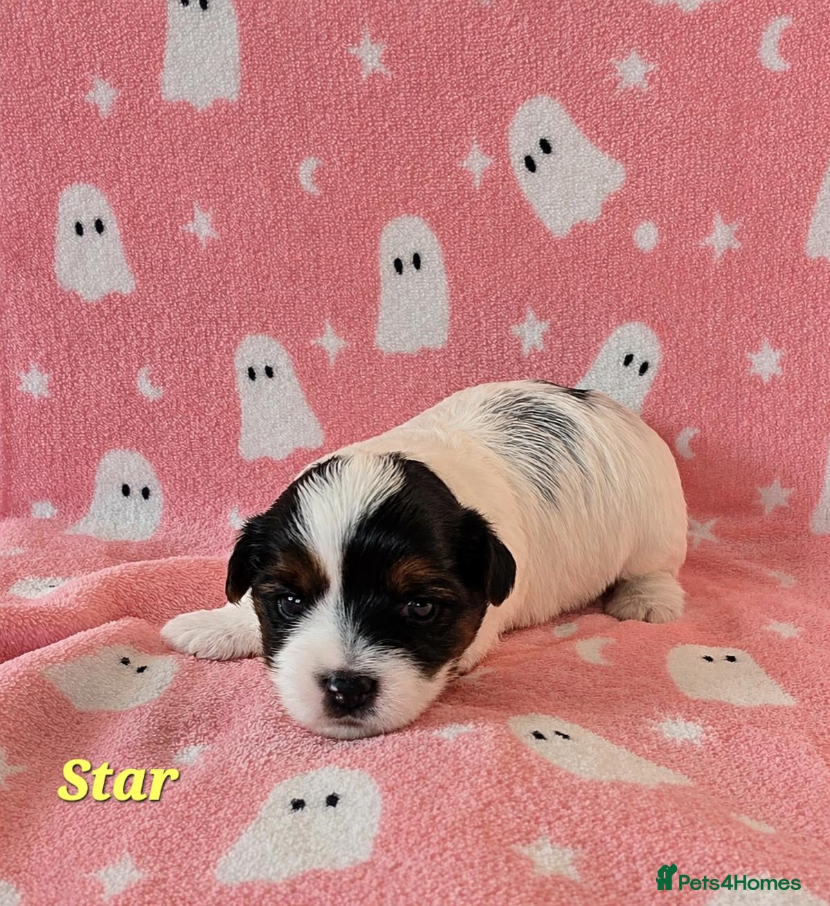 Yorkshire Terrier dogs for sale: 1 Girl Star 1 Boy Oakley  - Advert 1