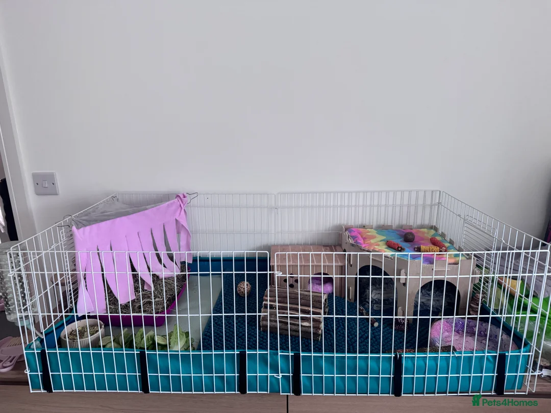 Guinea Pig rodents for sale: 2 Young Female Guinea Pigs With Full Setup in Filey - Advert 2