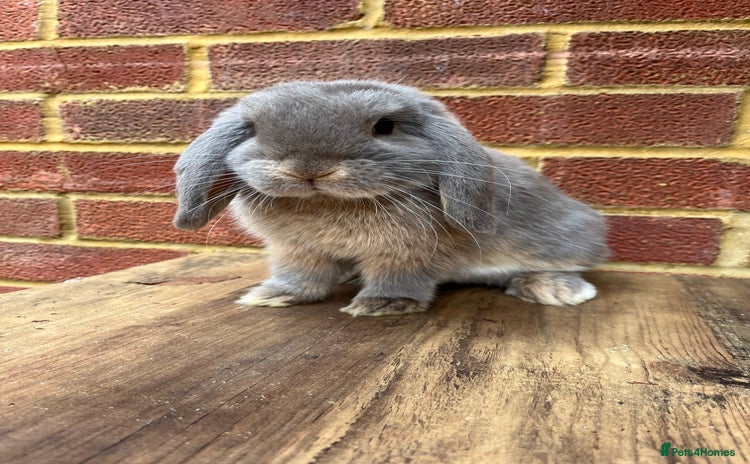 Mini Lop rabbits for sale - Advert 1
