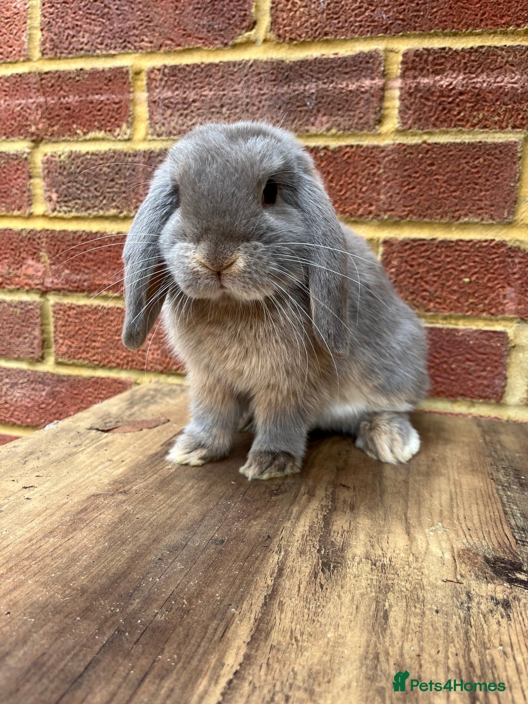 Mini Lop rabbits for sale: 5 month old male lilac otter - vaccinated - Image 1