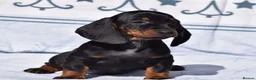 Miniature Dachshund dogs for sale: Miniature dachshund puppies  - Advert 7