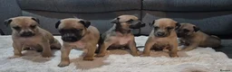 Lurcher dogs for sale: Lurcher puppies for sale  - Advert 8