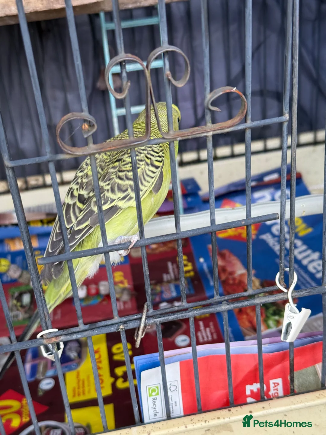 Budgerigars birds for sale: Budgies for sale  in Manchester - Advert 7