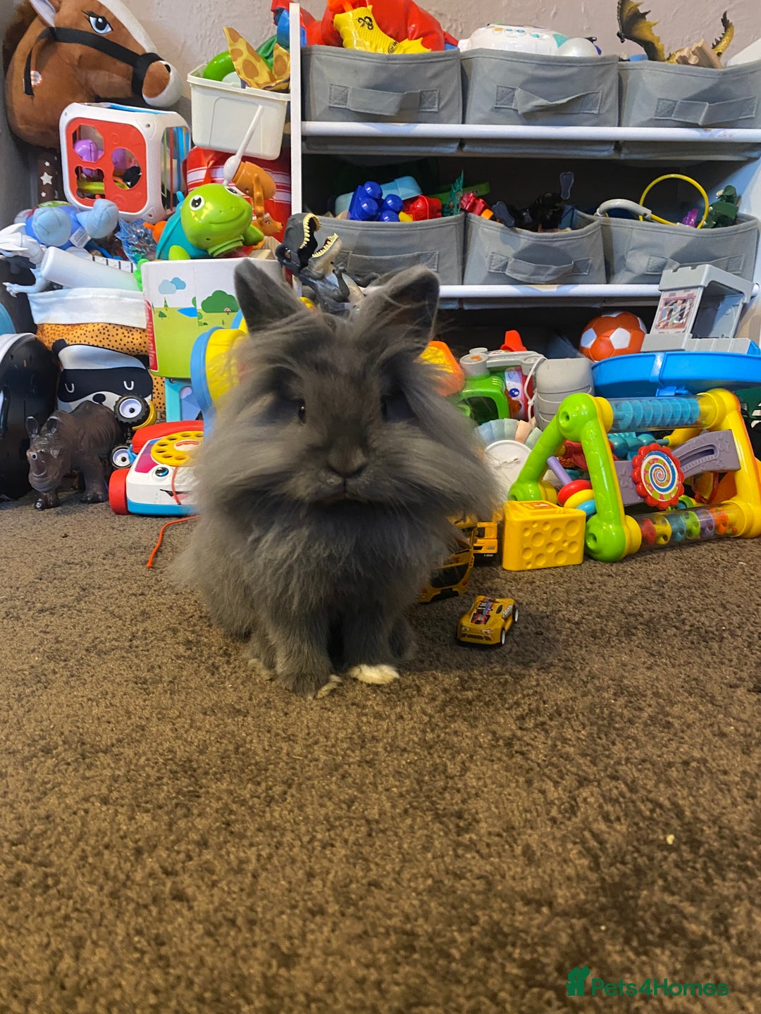 Lionhead rabbits for sale: Lionhead female rabbit & 2 tiered cage - Advert 2